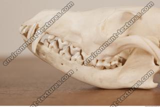 photo reference of skull 0002